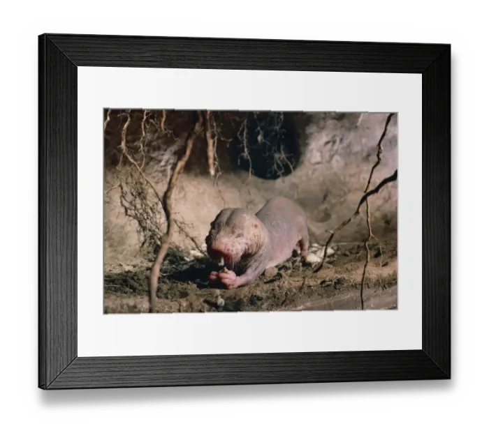 Framed Print : Naked mole rat feeding {Heterocephalus glaber} Kenya, East Africa Framed Print : Naked mole rat feeding {Heterocephalus glaber} Kenya, East Africa