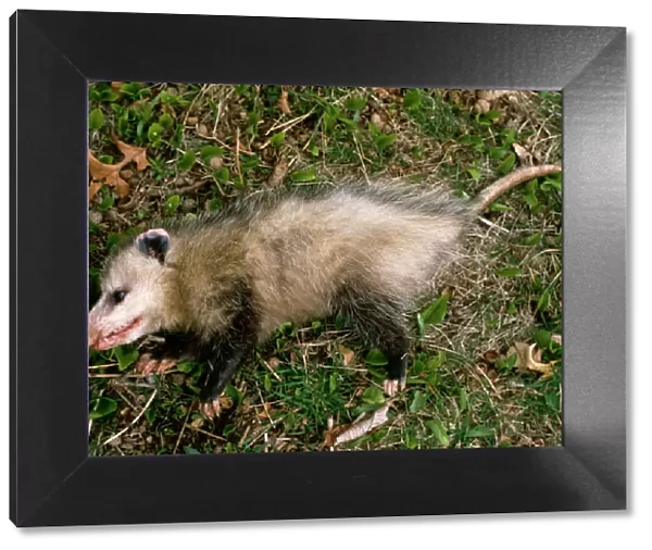 Common opossum {Didelphis marsupialis} playing dead as defence strategy