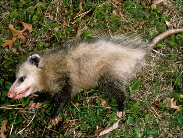 Common opossum {Didelphis marsupialis} playing dead as defence strategy
