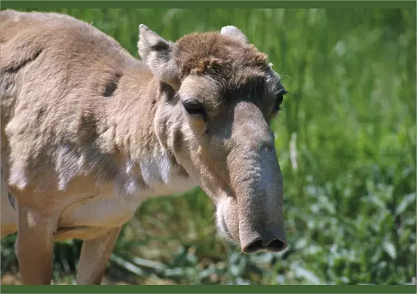Saiga antelope female {Saiga tatarica}
