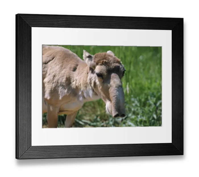 Framed Print : Saiga antelope female {Saiga tatarica} Framed Print : Saiga antelope female {Saiga tatarica}