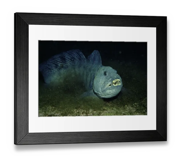 Framed Print : Atlantic wolffish {Anarrhichus lupus} Sognefjord, Norway Framed Print : Atlantic wolffish {Anarrhichus lupus} Sognefjord, Norway