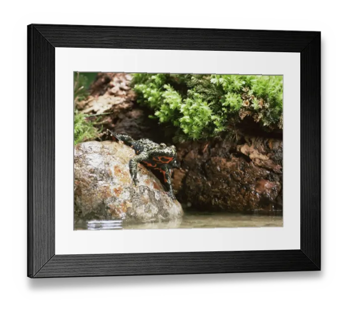 Framed Print : Fire bellied toad {Bombina bombina} Framed Print : Fire bellied toad {Bombina bombina}