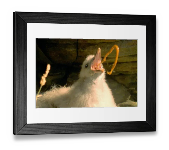 Framed Print : Under threat a Fulmar chick defends itself with projectile vomit {Fulmarus glacialis} Framed Print : Under threat a Fulmar chick defends itself with projectile vomit {Fulmarus glacialis}