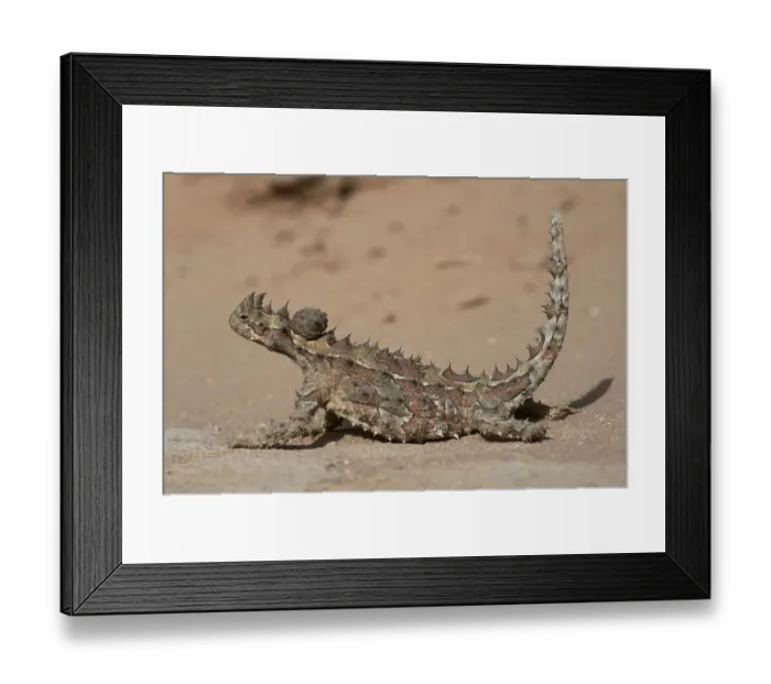 Framed Print : Thorny devil lizard {Moloch horridus} Gnaraloo, Western Australia Framed Print : Thorny devil lizard {Moloch horridus} Gnaraloo, Western Australia