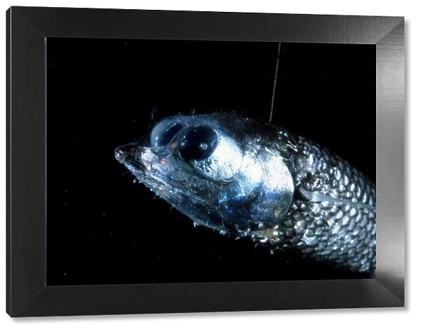 Binocular fish {Winteria telescopa}