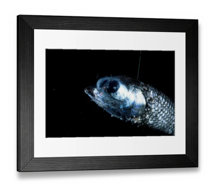 Framed Print : Binocular fish {Winteria telescopa} Framed Print : Binocular fish {Winteria telescopa}