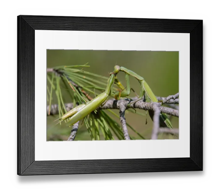Framed Print : European praying mantis female eats male after mating Framed Print : European praying mantis female eats male after mating