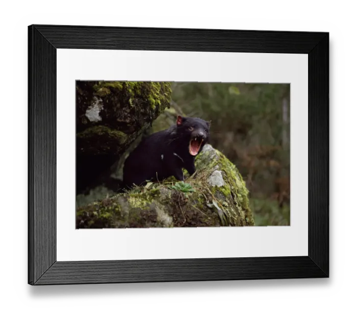 Framed Print : Tasmanian devil calling {Sarcophilus harrisii} Tasmania Australia Framed Print : Tasmanian devil calling {Sarcophilus harrisii} Tasmania Australia