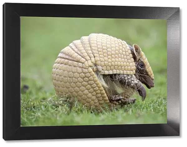 Three banded armadillo {Tolypeutes tricinctus} uncurling from defensive ball