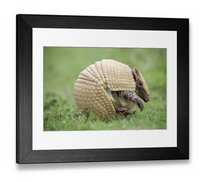 Framed Print : Three banded armadillo {Tolypeutes tricinctus} uncurling from defensive ball Framed Print : Three banded armadillo {Tolypeutes tricinctus} uncurling from defensive ball