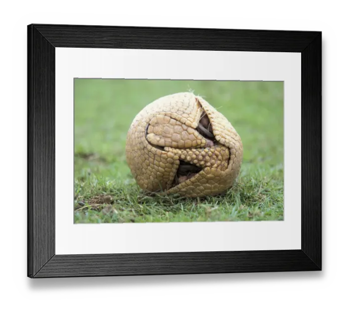 Framed Print : Three banded armadillo {Tolypeutes tricinctus} in defensive ball. Captive, UK Framed Print : Three banded armadillo {Tolypeutes tricinctus} in defensive ball. Captive, UK