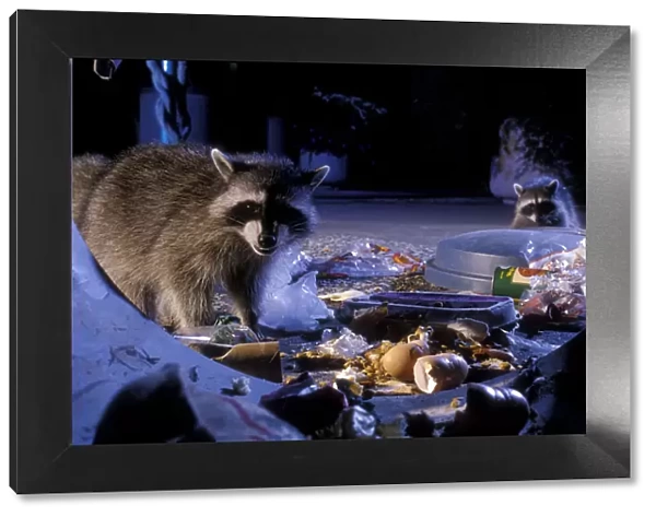 Raccoons raiding urban rubbish site {Procyon lotor} Oregon, USA