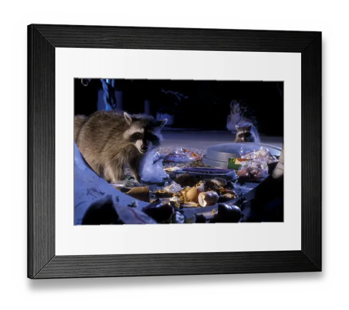 Framed Print : Raccoons raiding urban rubbish site {Procyon lotor} Oregon, USA Framed Print : Raccoons raiding urban rubbish site {Procyon lotor} Oregon, USA