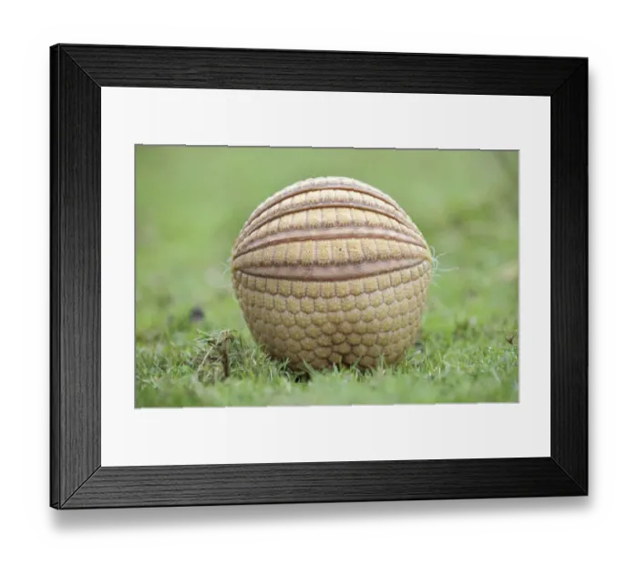 Framed Print : Three banded armadillo {Tolypeutes tricinctus} in defensive ball. Captive, UK Framed Print : Three banded armadillo {Tolypeutes tricinctus} in defensive ball. Captive, UK