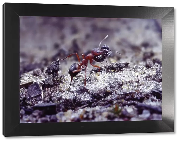 Slave-making ant {Formica sanguinea} carrying Negro ant {Formica fusca} slave