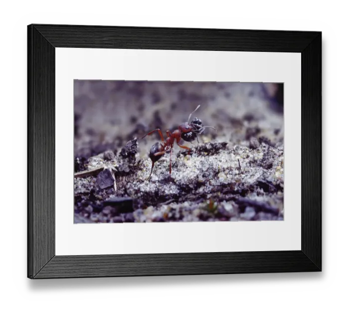 Framed Print : Slave-making ant {Formica sanguinea} carrying Negro ant {Formica fusca} slave Framed Print : Slave-making ant {Formica sanguinea} carrying Negro ant {Formica fusca} slave