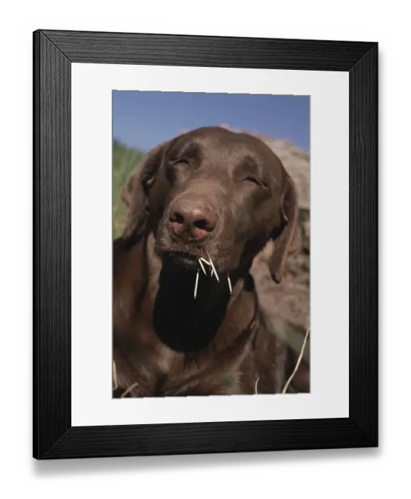 Framed Print : Chocolate labrador retriever after encounter with Porcupine, USA Framed Print : Chocolate labrador retriever after encounter with Porcupine, USA