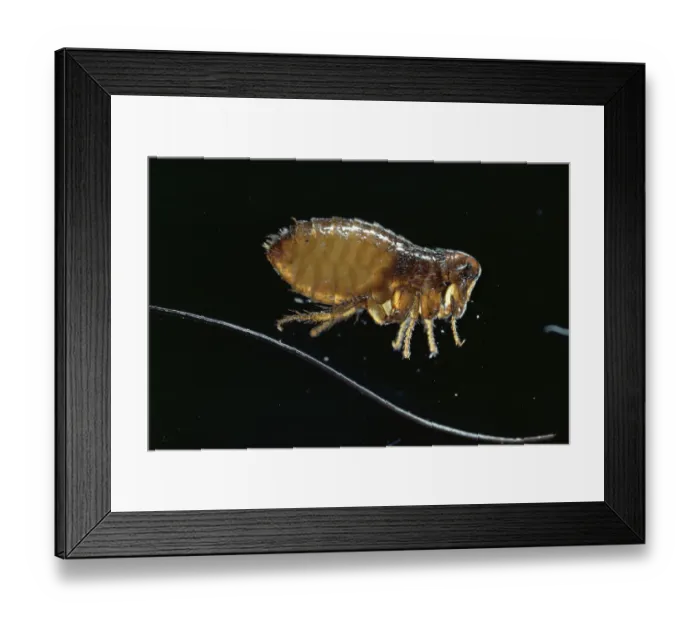 Framed Print : Dog flea {Ctenocephalides canis} UK Framed Print : Dog flea {Ctenocephalides canis} UK