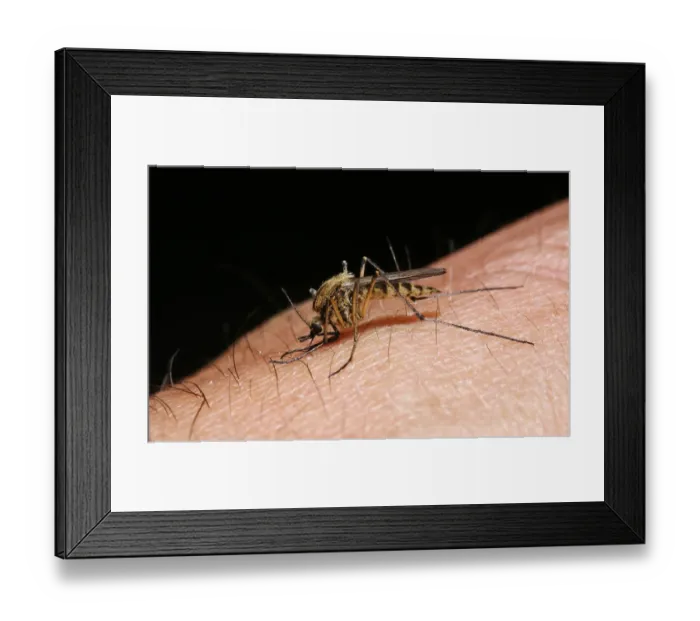 Framed Print : Mosquito (Aedes punctor) female sucking blood from human arm. Sequence 1 / 4 Framed Print : Mosquito (Aedes punctor) female sucking blood from human arm. Sequence 1 / 4