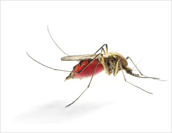 Mosquito (Aedes punctor) female resting after sucking blood from human arm. Sequence 4  /  4
