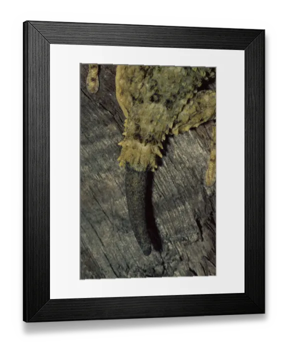 Framed Print : Close up of Moorish gecko {Tarentola mauritanica} showing tail regrowth, Italy Framed Print : Close up of Moorish gecko {Tarentola mauritanica} showing tail regrowth, Italy