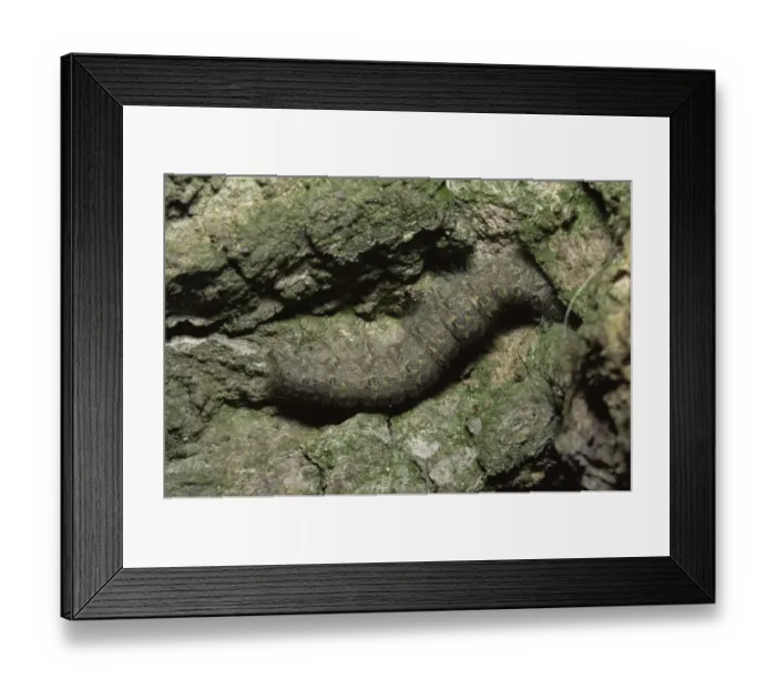 Framed Print : Chestnut moth caterpillar larva {Conistra vaccinii} on tree bark, Oxfordshire, UK Framed Print : Chestnut moth caterpillar larva {Conistra vaccinii} on tree bark, Oxfordshire, UK