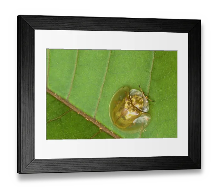 Framed Print : Tortoise beetle (Chrysomelidae) West Kalimantan, Borneo, Indonesia Framed Print : Tortoise beetle (Chrysomelidae) West Kalimantan, Borneo, Indonesia