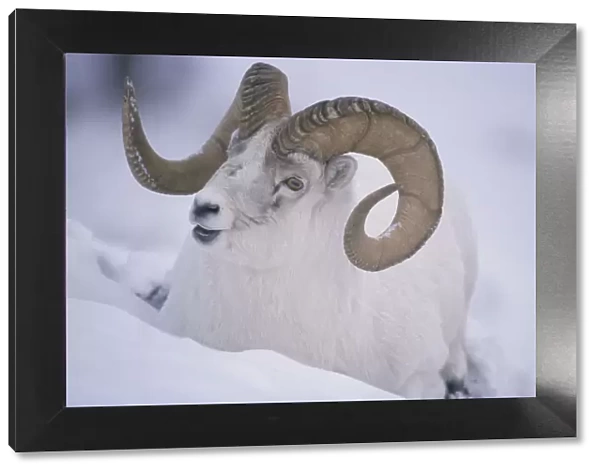White  /  Dall sheep {Ovis dalli} ram in snow, Yukon, Canada