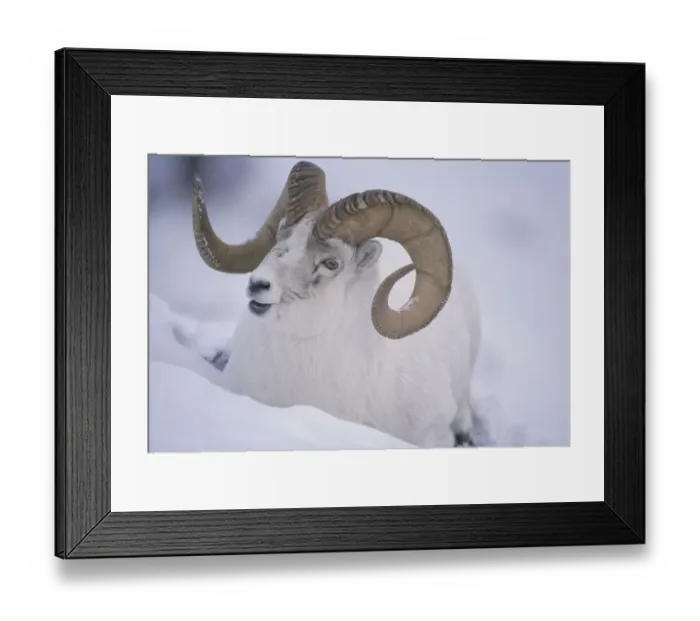 Framed Print : White / Dall sheep {Ovis dalli} ram in snow, Yukon, Canada Framed Print : White / Dall sheep {Ovis dalli} ram in snow, Yukon, Canada