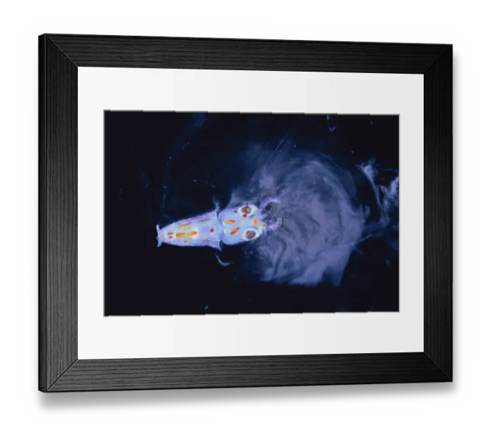 Framed Print : Spear / Bleekers Squid {Loligo bleekeri} larva secreting ink, captive, Japan Framed Print : Spear / Bleekers Squid {Loligo bleekeri} larva secreting ink, captive, Japan
