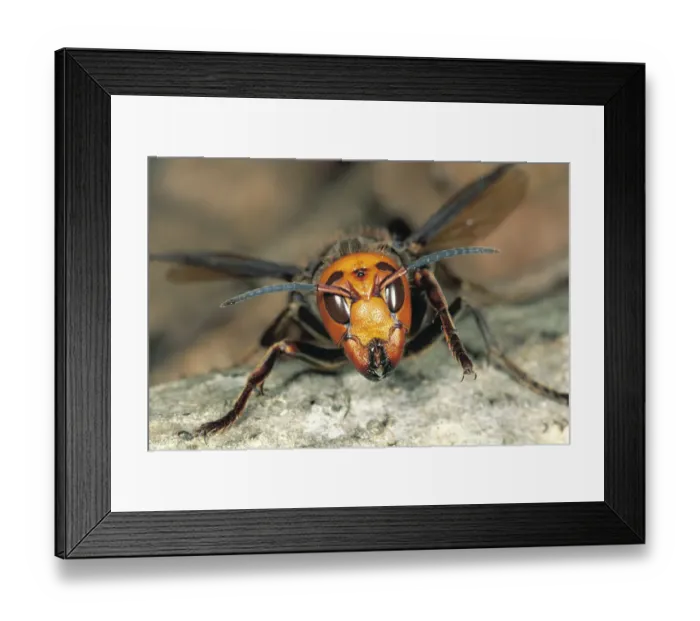 Framed Print : Japanese Giant Hornet {Vespa mandarinia japonica} Japan