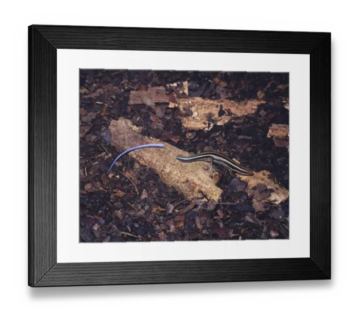 Framed Print : Japanese five lined skink {Eumeces japonicus} with its tail that it has broken off by itself Framed Print : Japanese five lined skink {Eumeces japonicus} with its tail that it has broken off by itself