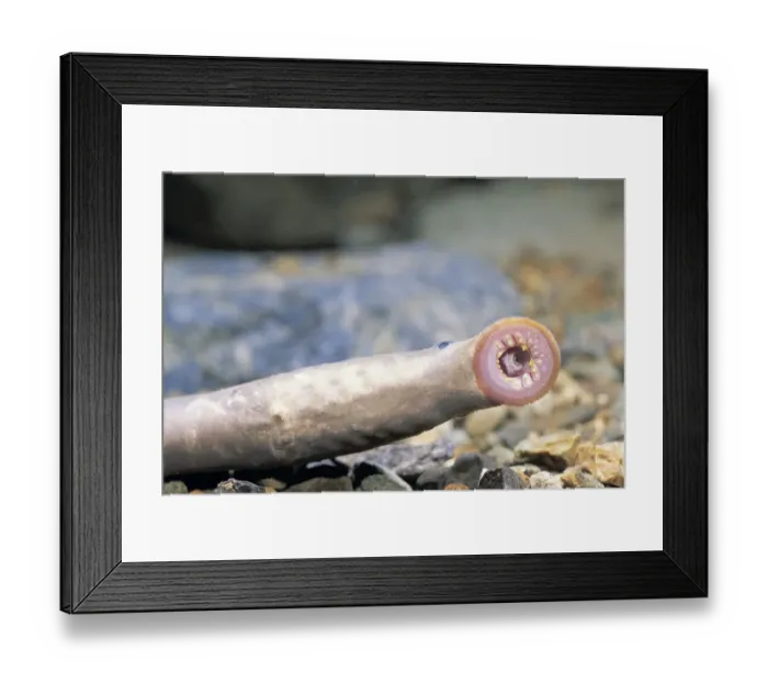 Framed Print : Close up of mouth sucker of Japanese / Arctic Lamprey {Lethenteron japonicum} Japan Framed Print : Close up of mouth sucker of Japanese / Arctic Lamprey {Lethenteron japonicum} Japan