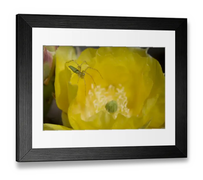 Framed Print : Green Lynx Spider (Puecetia viridans) on Prickly pear blossom {Opuntia sp} waiting Framed Print : Green Lynx Spider (Puecetia viridans) on Prickly pear blossom {Opuntia sp} waiting