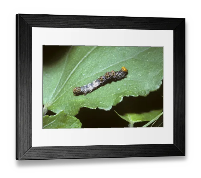 Framed Print : Noctuid moth caterpillar (Noctuidae) mimicing a bird-dropping in tropical dry forest Framed Print : Noctuid moth caterpillar (Noctuidae) mimicing a bird-dropping in tropical dry forest