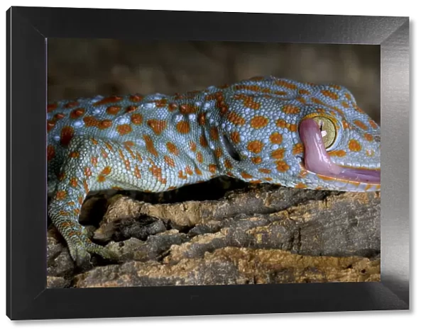 The Tokay gecko (Gekko gecko) licking its eye, captive, from Asia
