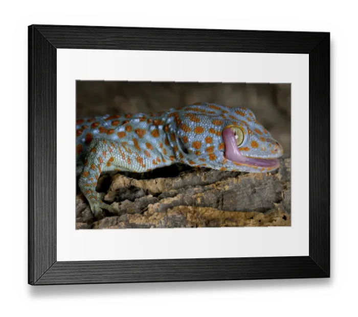 Framed Print : The Tokay gecko (Gekko gecko) licking its eye, captive, from Asia Framed Print : The Tokay gecko (Gekko gecko) licking its eye, captive, from Asia