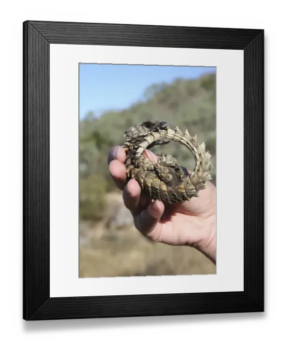 Framed Print : Armadillo girdled lizard (Cordylus cataphractus) coiled up in defensive posture in Framed Print : Armadillo girdled lizard (Cordylus cataphractus) coiled up in defensive posture in