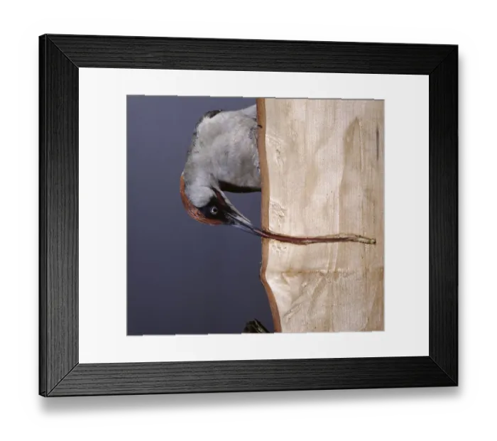 Framed Print : Green Woodpecker (Picus viridis) using its tongue to extract a beetle larva