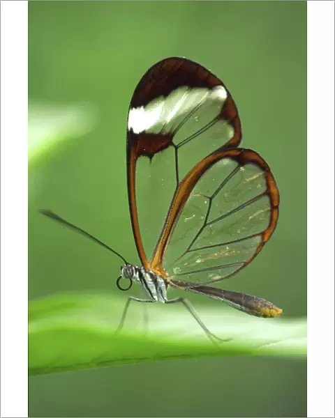 RF- Glasswing butterfly (Greta oto), Costa Rica