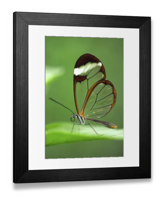 Framed Print : RF- Glasswing butterfly (Greta oto), Costa Rica Framed Print : RF- Glasswing butterfly (Greta oto), Costa Rica