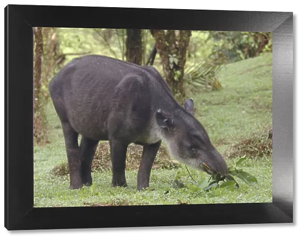 Bairds tapir (Tapirus bairdii) eating leaves, Rara Avis, Costa Rica