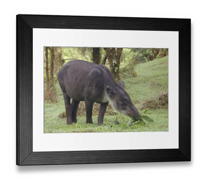 Framed Print : Bairds tapir (Tapirus bairdii) eating leaves, Rara Avis, Costa Rica Framed Print : Bairds tapir (Tapirus bairdii) eating leaves, Rara Avis, Costa Rica
