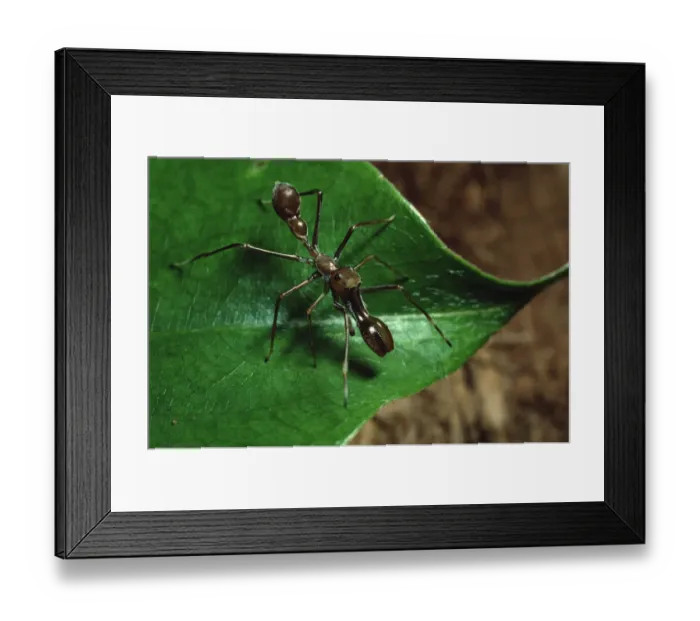 Framed Print : Ant mimicing spider in Sierra Madre National Park, Luzon, Philippines. September Framed Print : Ant mimicing spider in Sierra Madre National Park, Luzon, Philippines. September