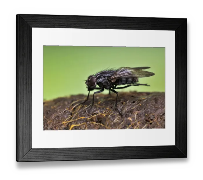 Framed Print : Common house fly (Musca domestica) on cow dung, captive Framed Print : Common house fly (Musca domestica) on cow dung, captive
