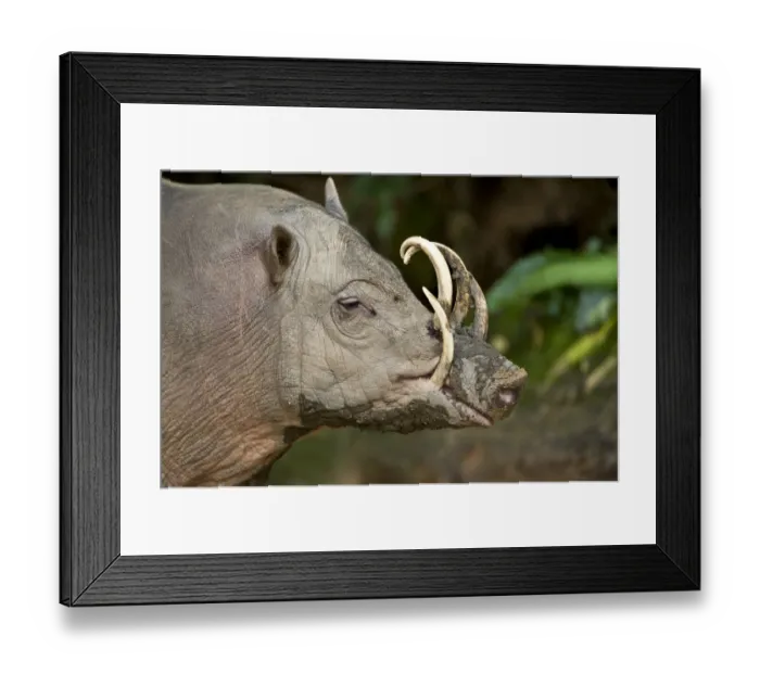 Framed Print : Male Babirusa (Babyrousa celebensis) from the Island of Sulawesi, Indonesia. Captive, Singapore Zoo Framed Print : Male Babirusa (Babyrousa celebensis) from the Island of Sulawesi, Indonesia. Captive, Singapore Zoo