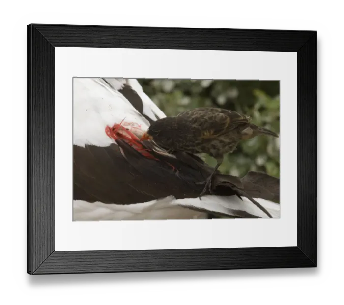 Framed Print : Vampire / Sharp-beaked Ground Finch (Geospiza difficilis) feeding on blood from Nazca Framed Print : Vampire / Sharp-beaked Ground Finch (Geospiza difficilis) feeding on blood from Nazca