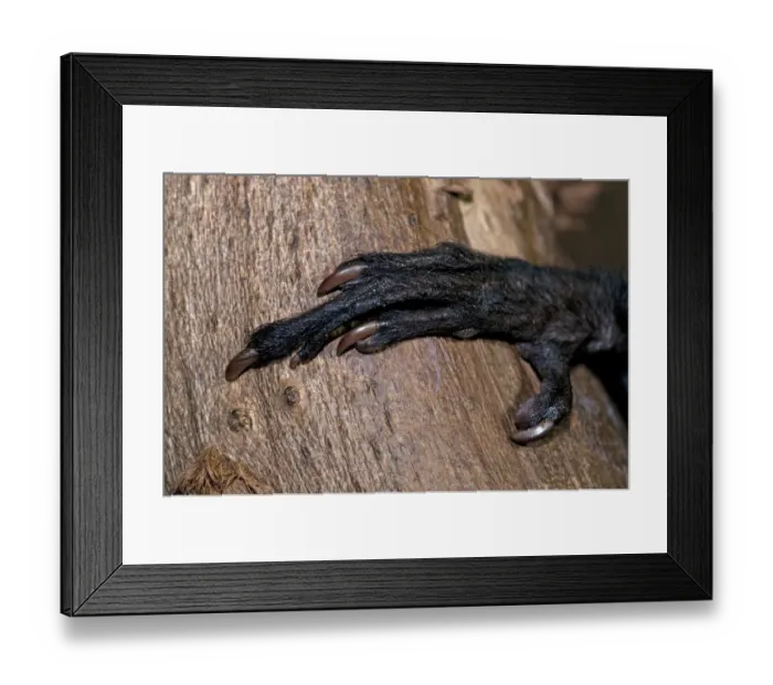 Framed Print : Close up of hand of Aye-aye (Daubentonia madagascariensis) showing long distinctive Framed Print : Close up of hand of Aye-aye (Daubentonia madagascariensis) showing long distinctive