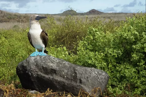 Blue-footed booby (Sula nebouxii excisa) standing on a rock, Punta Cevallos, Espaola  /  Hood Island